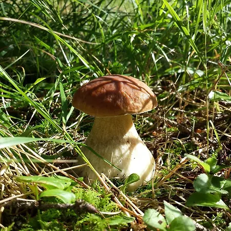 Harmony Ap 루좀베로크