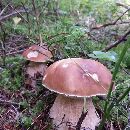 Appartement Harmony Ap Ruzomberok